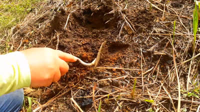 Agro floresta 20240119